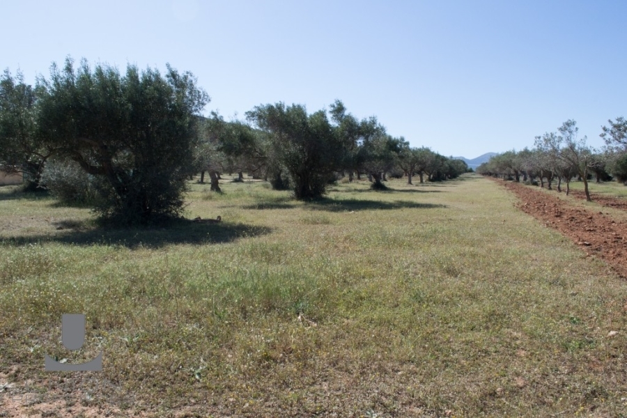 (For Sale) Land Plot || East Attica/Kalyvia-Lagonisi - 2.400 Sq.m, 55.000€ 