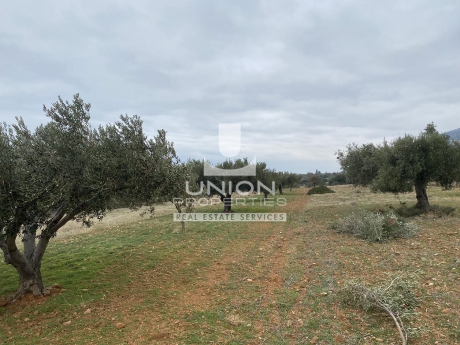 (For Sale) Land Plot || East Attica/Kalyvia-Lagonisi - 3.200 Sq.m, 75.000€ 