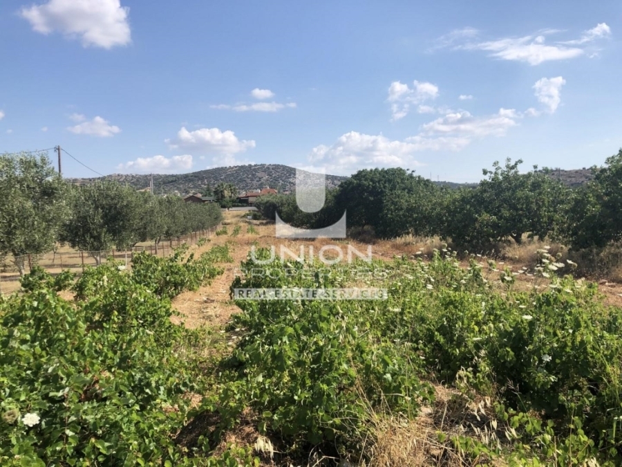 (For Sale) Land Plot || East Attica/Koropi - 2.664 Sq.m, 100.000€ 