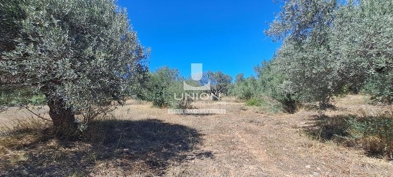 (For Sale) Land Plot || East Attica/Anavyssos - 8.354 Sq.m, 700.000€ 