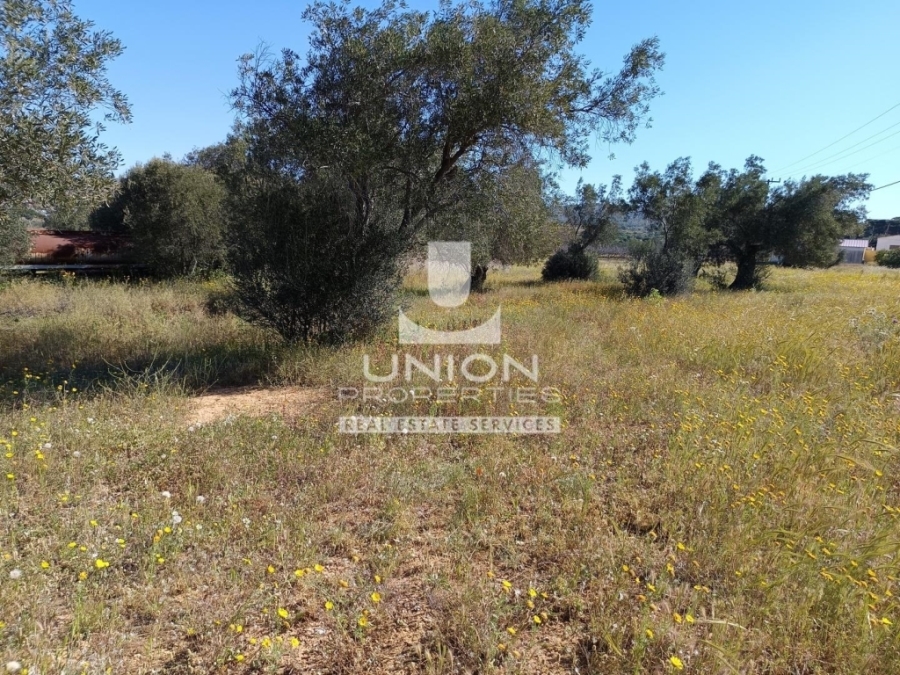 (For Sale) Land Plot out of City plans || Piraias/Salamina - 14.000 Sq.m, 300.000€ 
