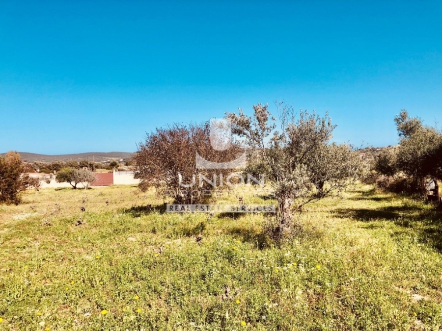 (For Sale) Land Plot || East Attica/Markopoulo Mesogaias - 1.800 Sq.m, 25.000€ 